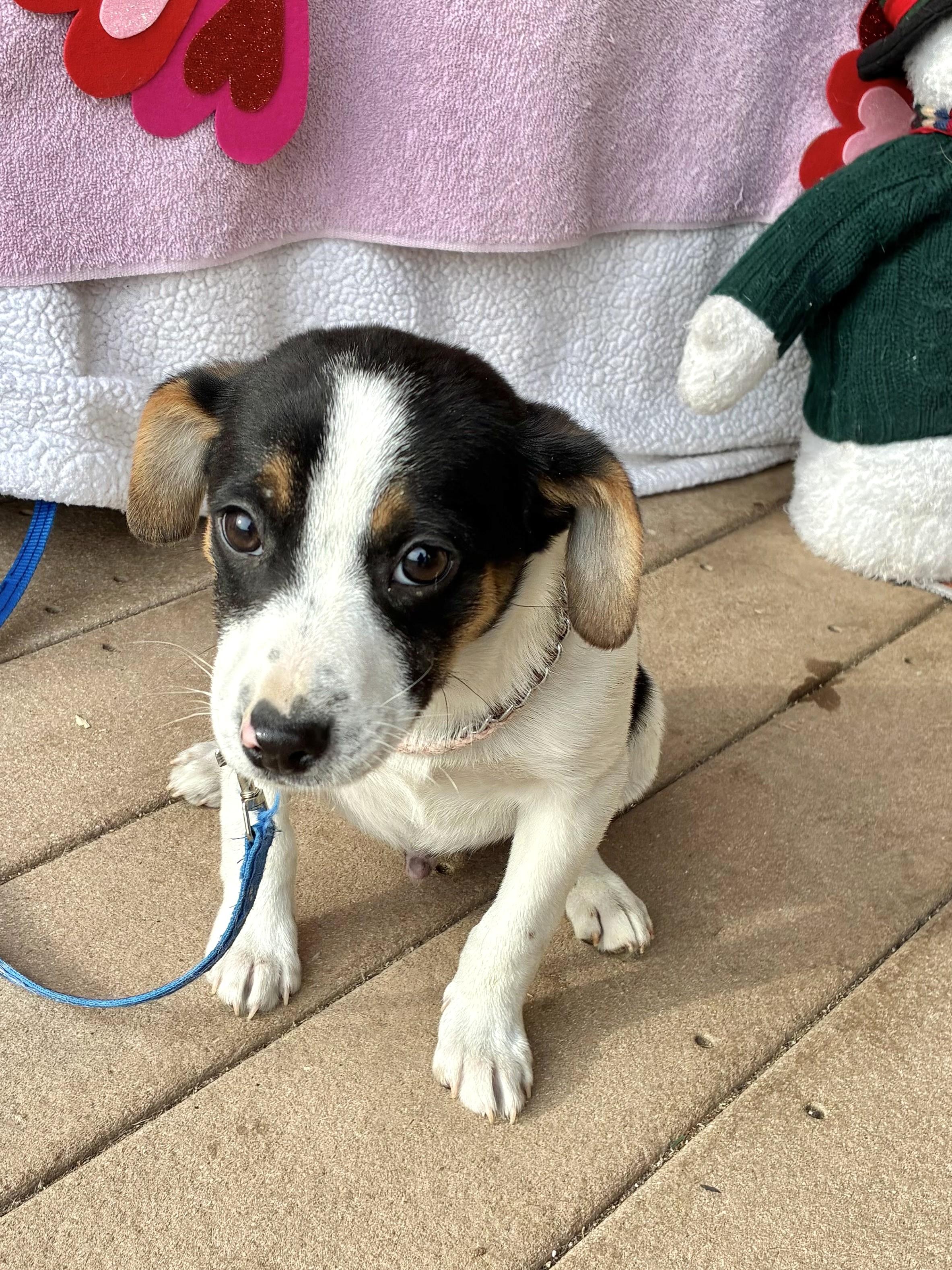 Enlarge Darlo Ray, an adopted mixed breed in West Chicago, IL image 3/3