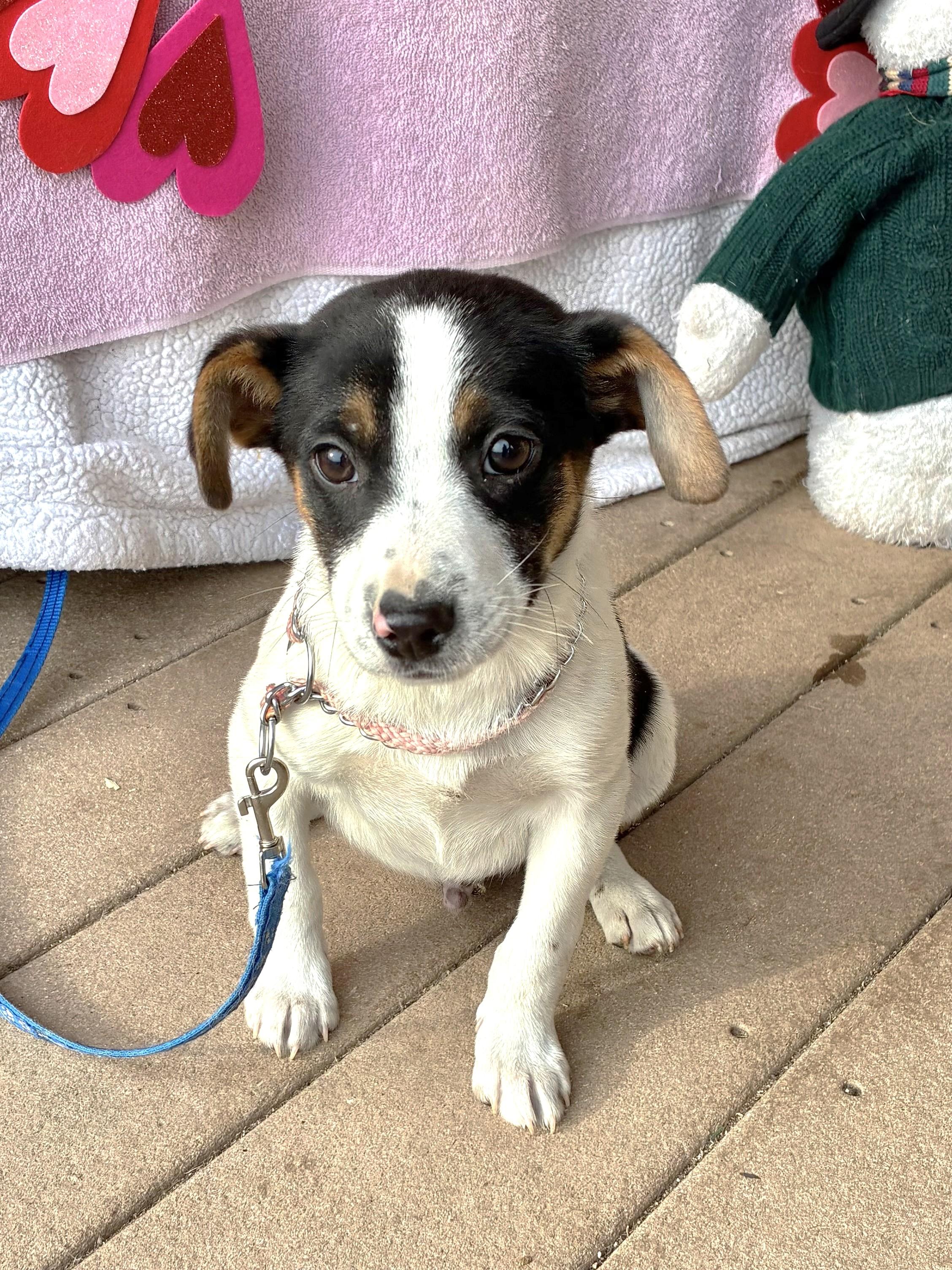Enlarge Darlo Ray, an adopted mixed breed in West Chicago, IL image 1/3
