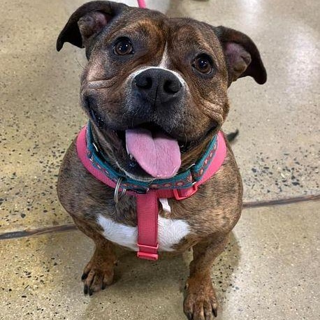 Shawny, Adult Female American Bulldog