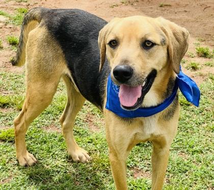 Roscoe $85, Adoptable, Young Male Coonhound & Mixed Breed.