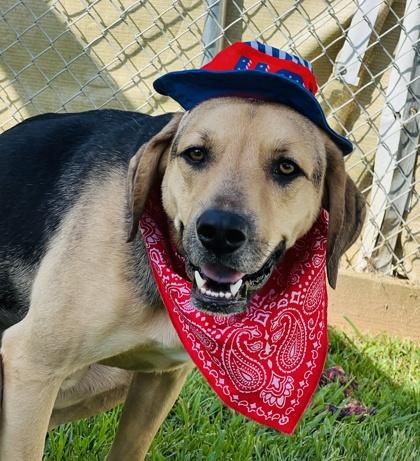 Roscoe $85, Adoptable, Young Male Coonhound & Mixed Breed.