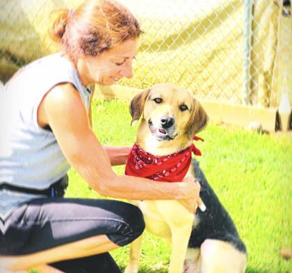 Roscoe $85, a Adoptable mixed breed in Seneca, SC image 2/3