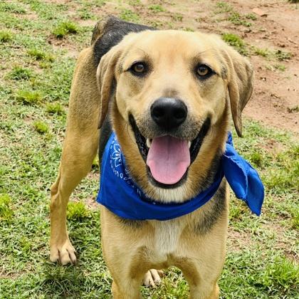 Roscoe $85, a Adoptable mixed breed in Seneca, SC image 2/3