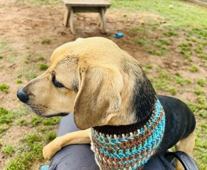 Roscoe $85, a Adoptable mixed breed in Seneca, SC image 3/3