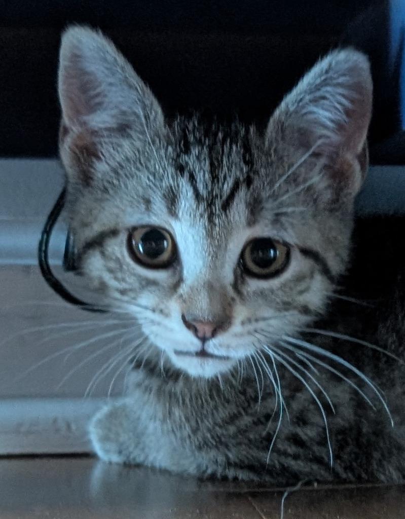 Houdini, Adoptable, Kitten Female Domestic Short Hair.