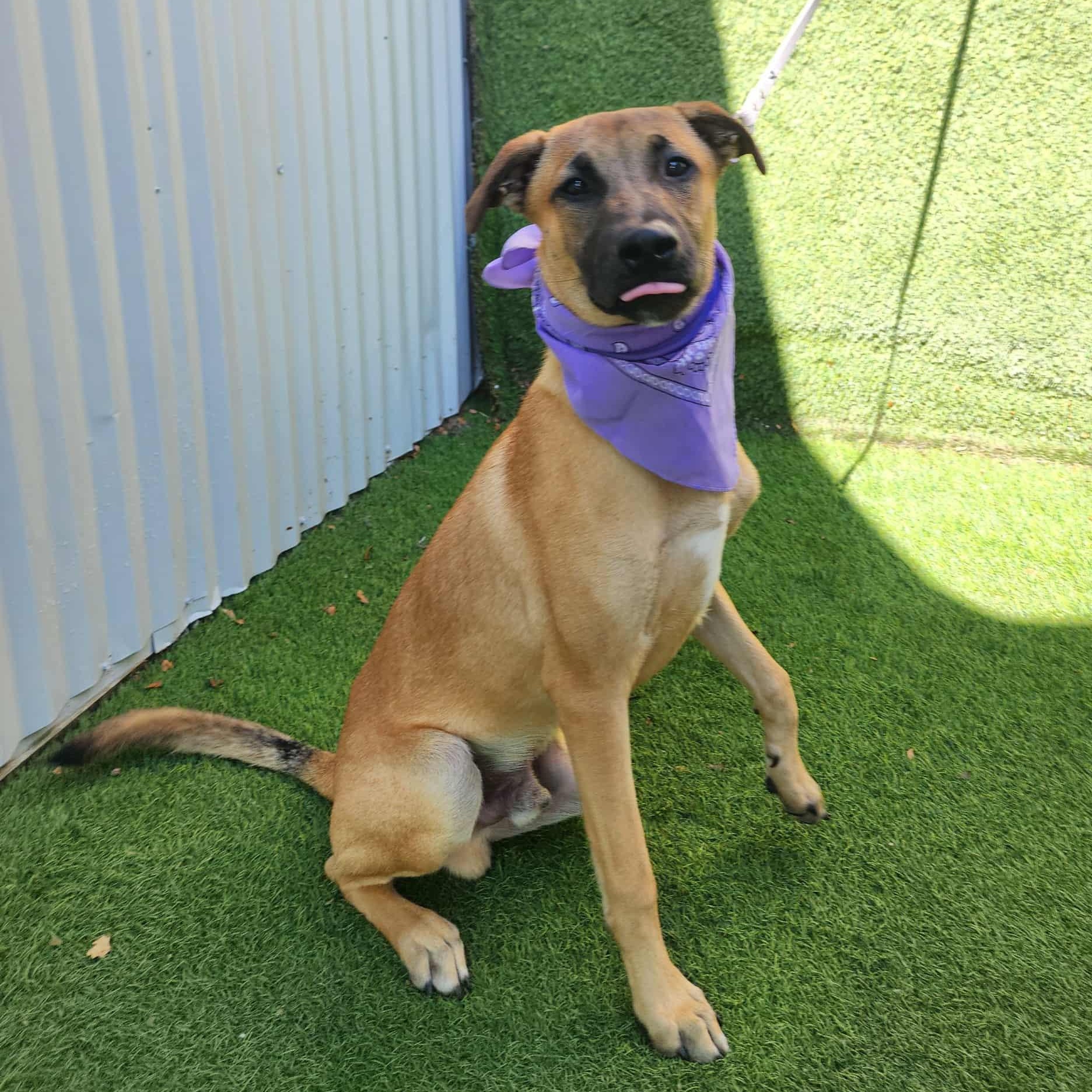 Turk — thumbnail 6