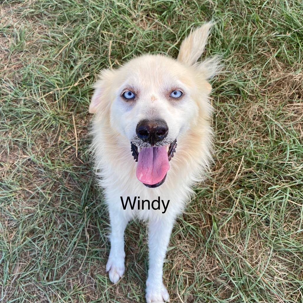 Enlarge Windy, a Adoptable mixed breed in Hattiesburg, MS image 1/2