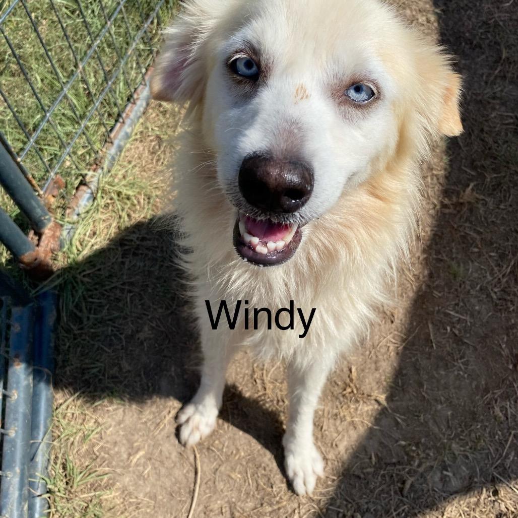 Enlarge Windy, a Adoptable mixed breed in Hattiesburg, MS image 2/2