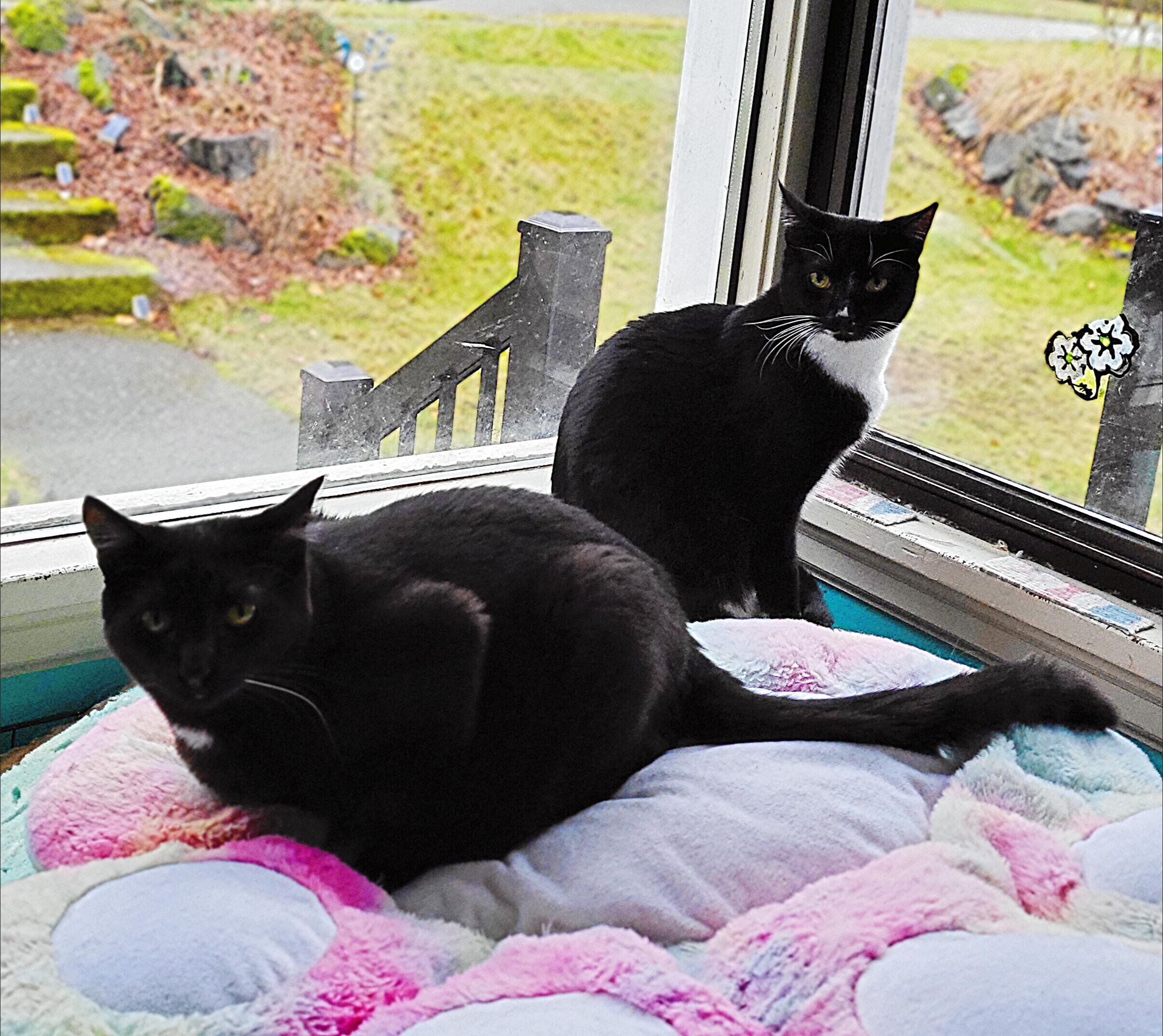 Lyra and Cosmos, Adoptable, Kitten Female Domestic Short Hair.