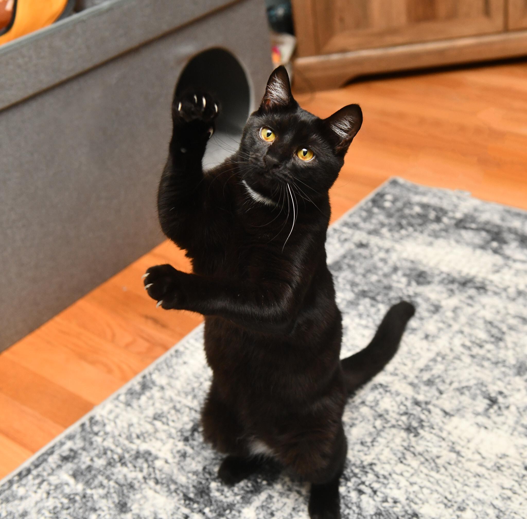 Lyra and Cosmos, a Adoptable Domestic Short Hair in Seattle, WA image 3/6