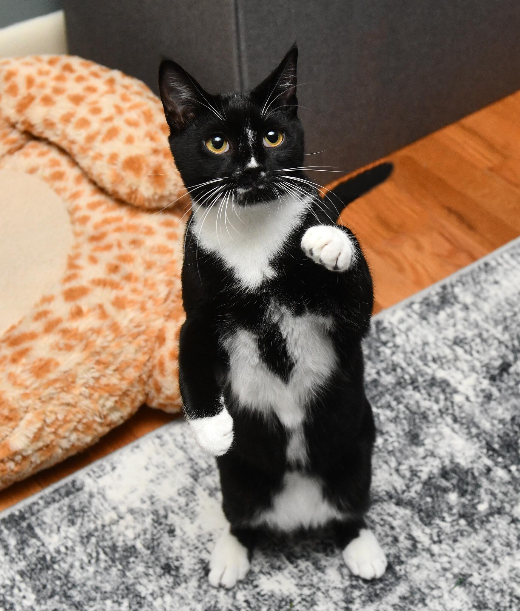 Lyra and Cosmos, a Adoptable Domestic Short Hair in Seattle, WA image 4/6