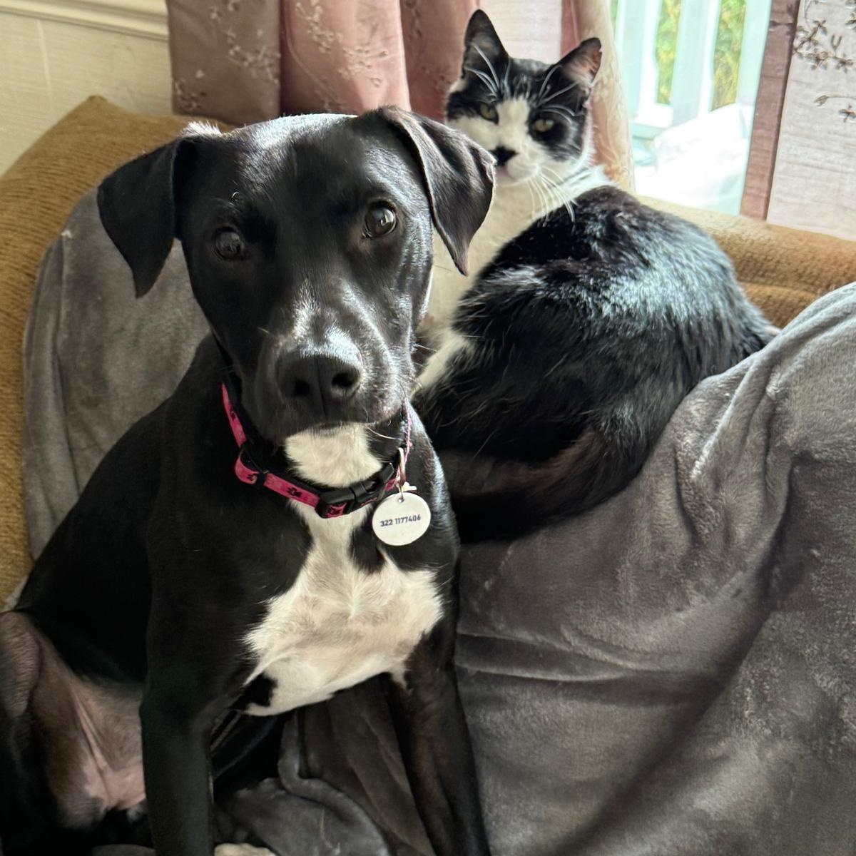 Enlarge Flora, a Adoptable mixed breed in Nanaimo, BC image 2/4