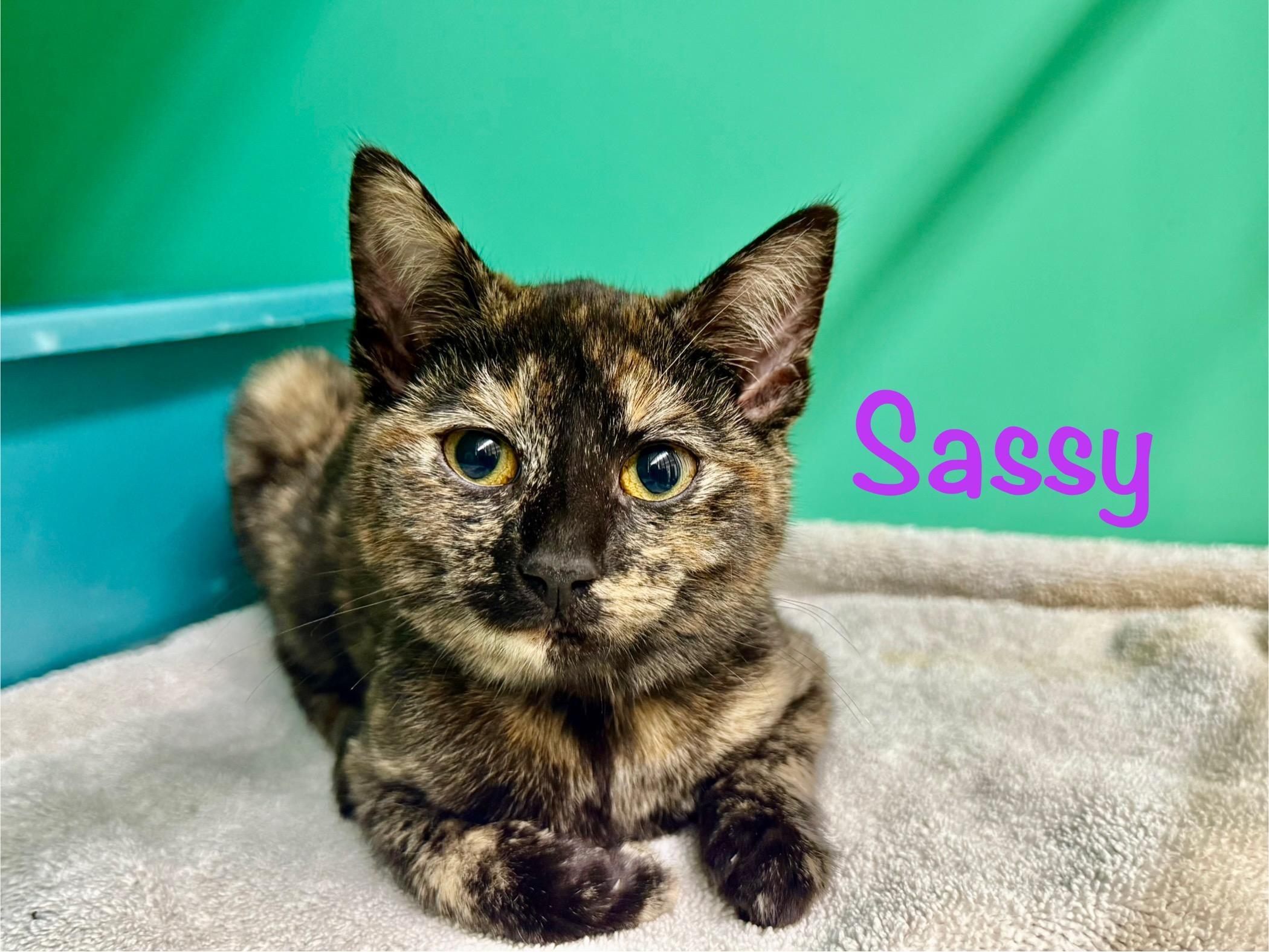 Enlarge Sassy, a ADOPTABLE Tortoiseshell in Crescent City, CA image 1/4