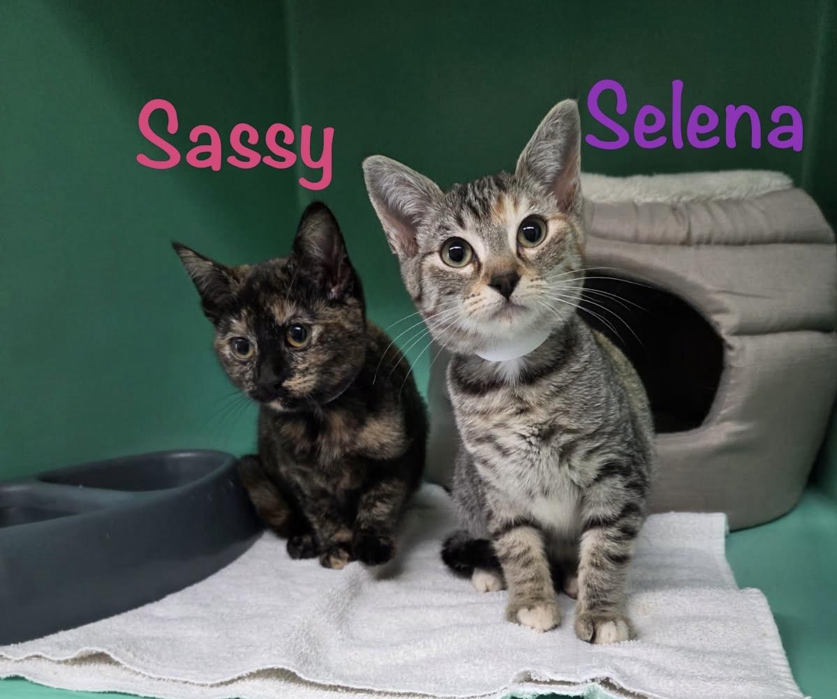 Enlarge Sassy, a ADOPTABLE Tortoiseshell in Crescent City, CA image 4/4