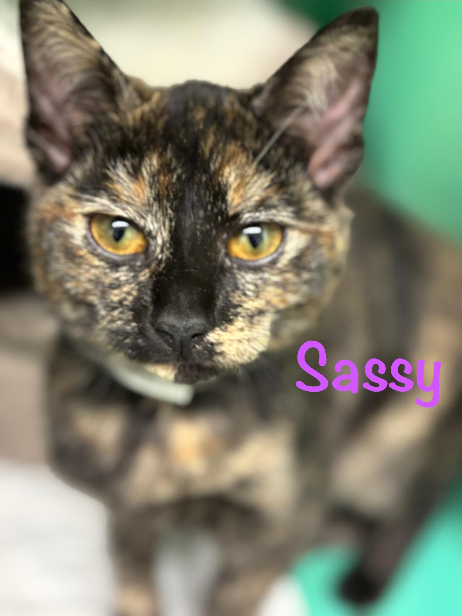 Enlarge Sassy, a ADOPTABLE Tortoiseshell in Crescent City, CA image 3/4