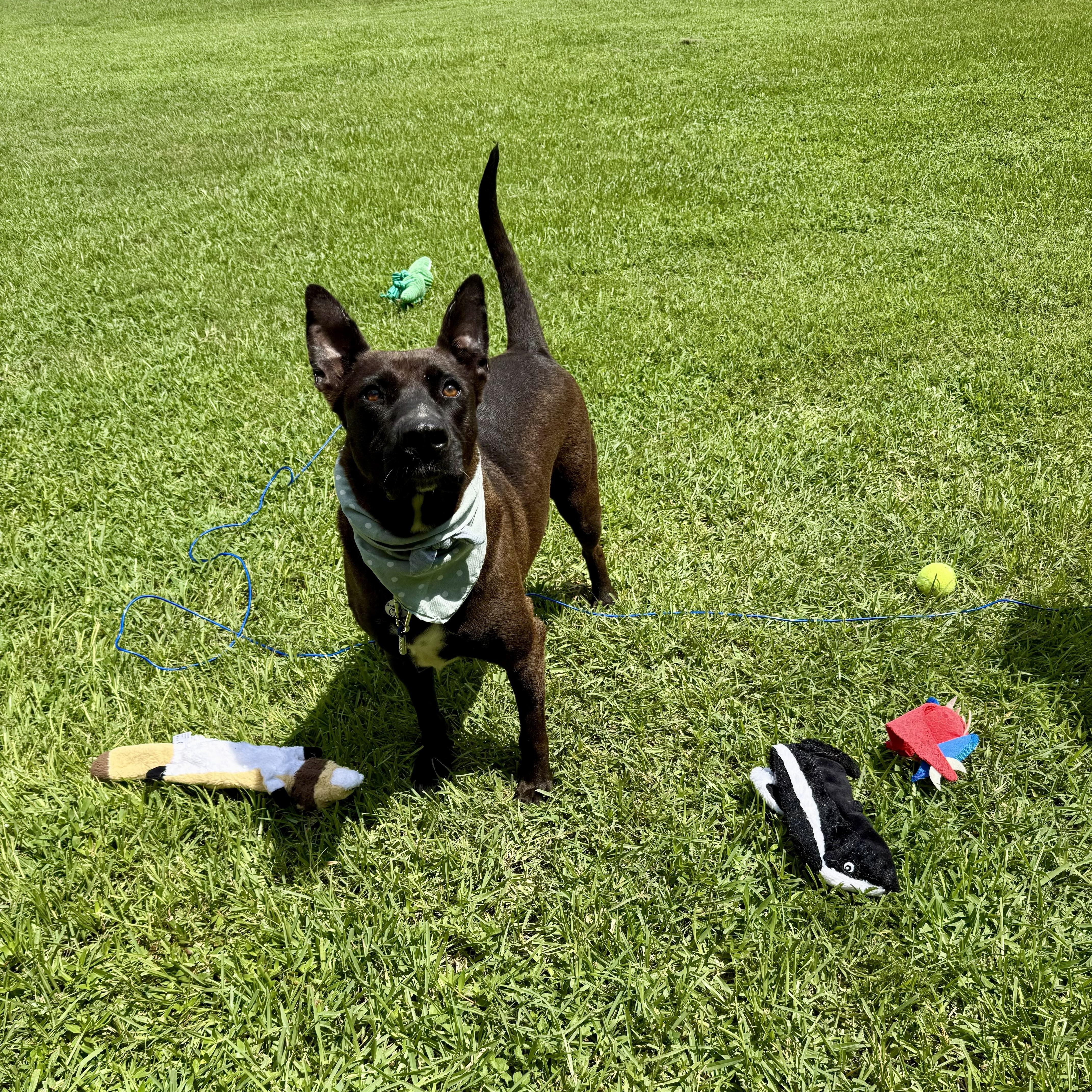 Mouse Jet — thumbnail 3