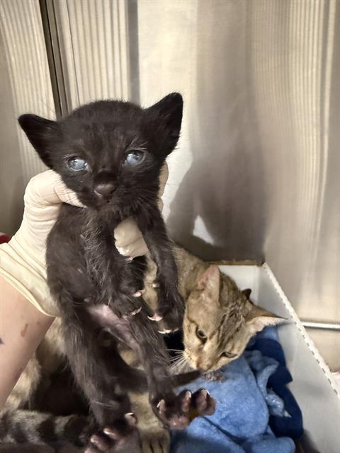 Enlarge LEGO, a Adoptable Domestic Short Hair in Baytown, TX image 1/1