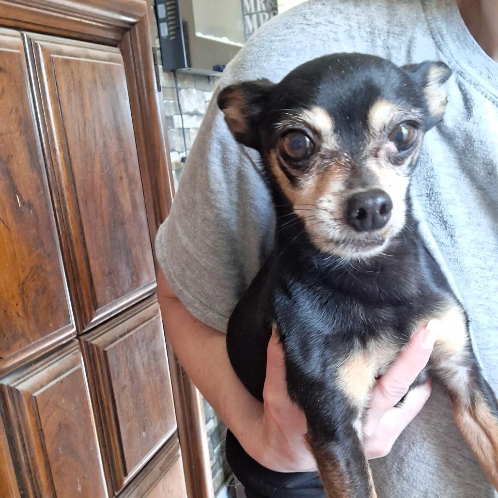 Roman, Adoptable, Senior Male Chihuahua.