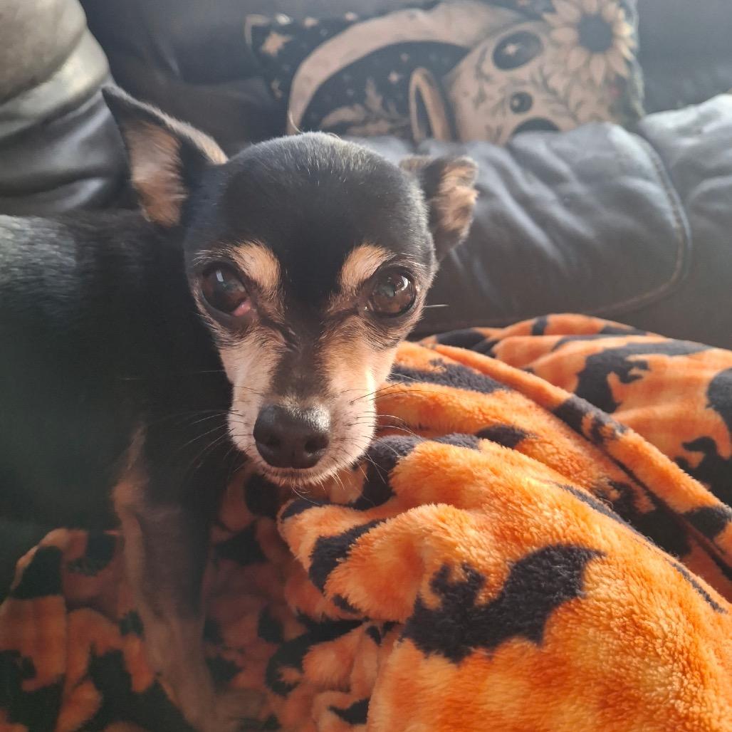 Enlarge Roman, a Adoptable Chihuahua in Tunkhannock, PA image 2/3