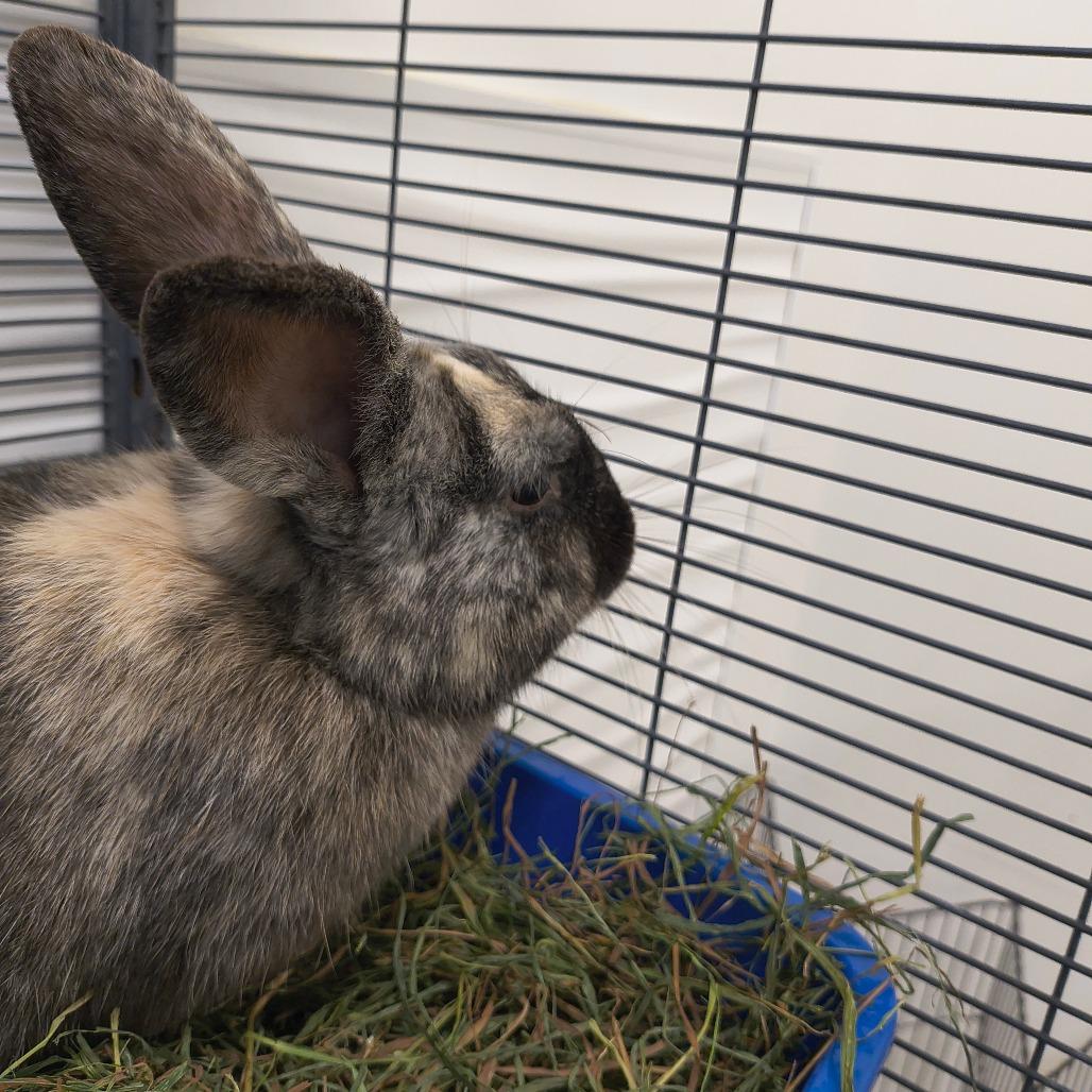 Turtle Dove, Adoptable, Young Male Rex.