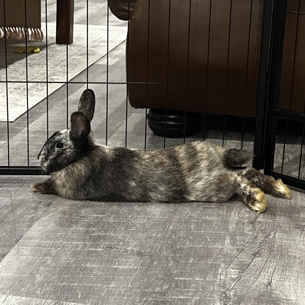 Enlarge Turtle Dove, a Adoptable Rex in Warwick, RI image 2/2