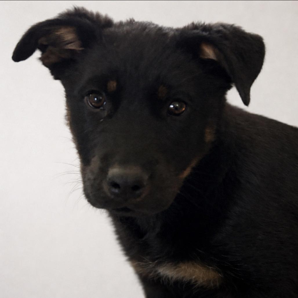Enlarge Saga, a Adoptable mixed breed in Midland, TX image 1/3