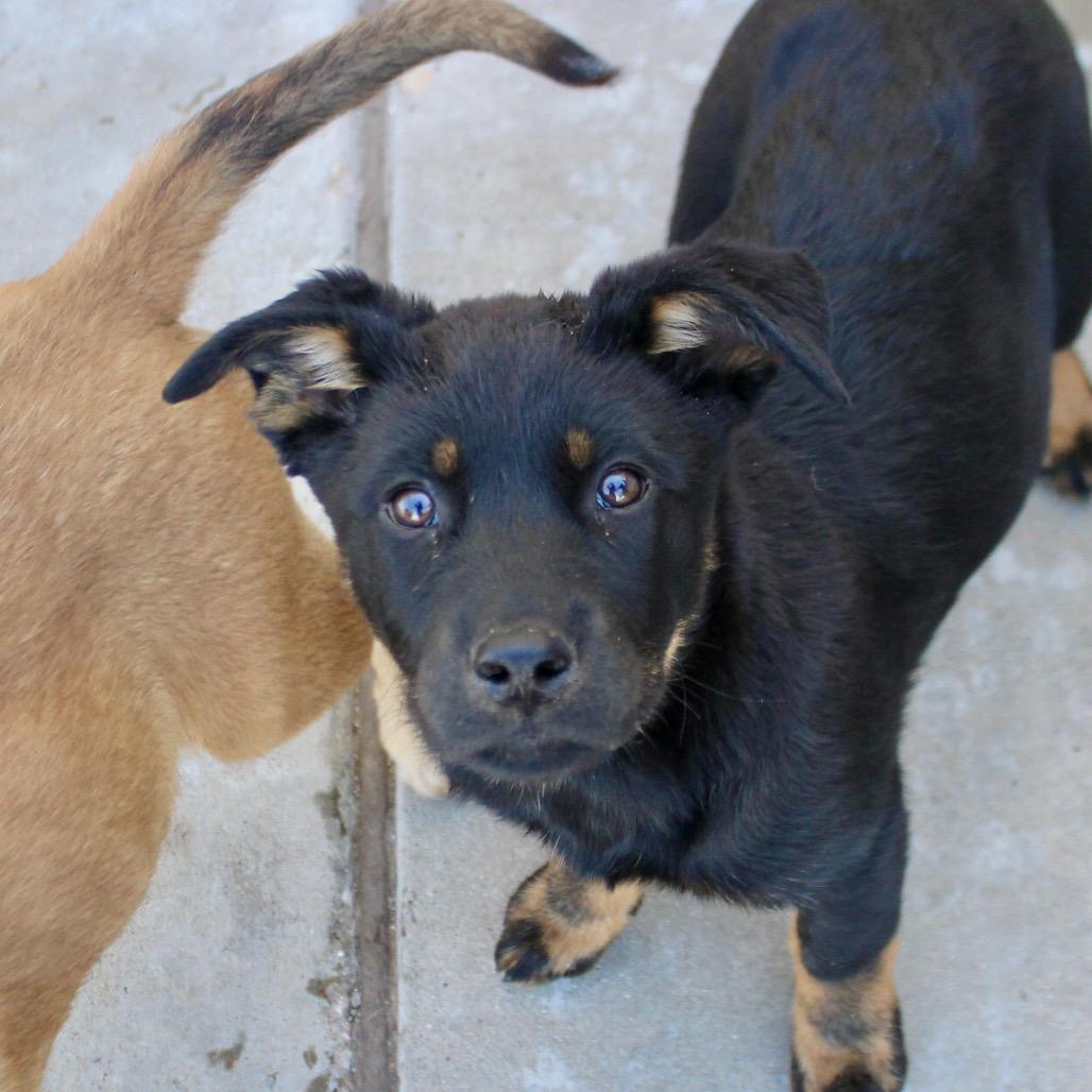 Enlarge Saga, a Adoptable mixed breed in Midland, TX image 2/3