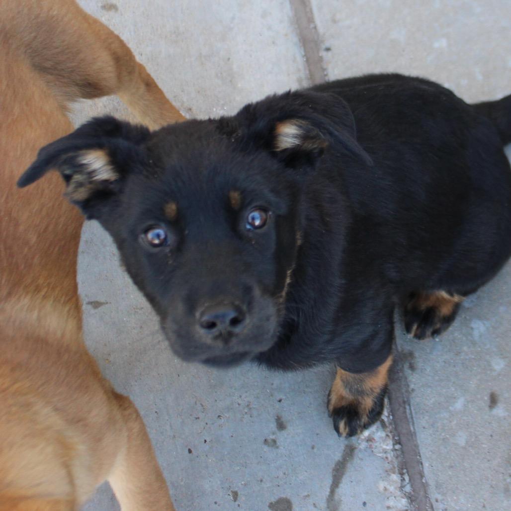 Enlarge Saga, a Adoptable mixed breed in Midland, TX image 3/3