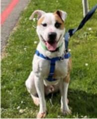 Aspen, Adopted, Young Male Shar-Pei.
