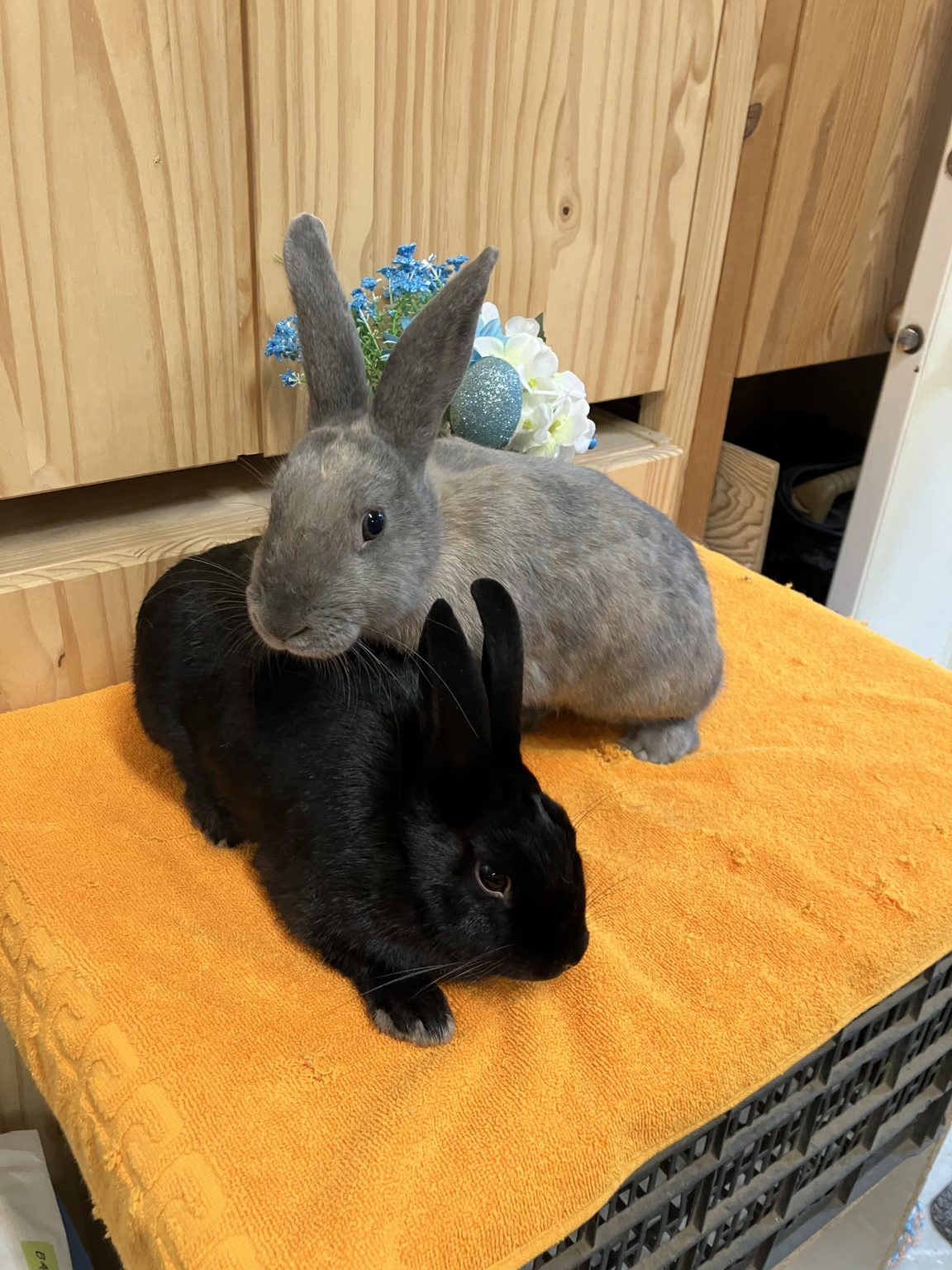 Enlarge Mandy & Soleil (Vancouver), a Adoptable mixed breed in Vancouver, BC image 1/1