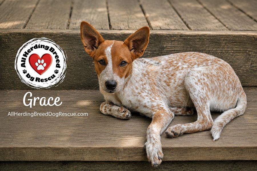Enlarge Grace, a ADOPTABLE mixed breed in Joliet, IL image 3/5
