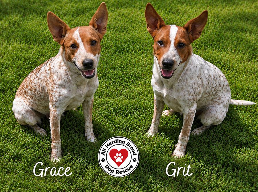Enlarge Grace, a ADOPTABLE mixed breed in Joliet, IL image 4/5