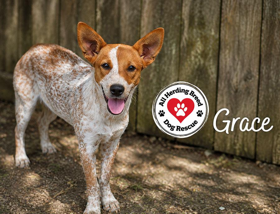 Enlarge Grace, a ADOPTABLE mixed breed in Joliet, IL image 5/5
