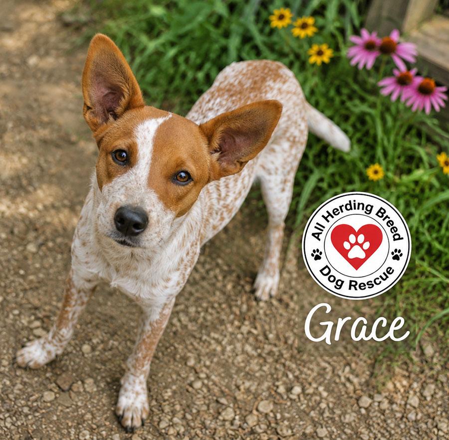 Grace, ADOPTABLE, Puppy Male Cattle Dog.