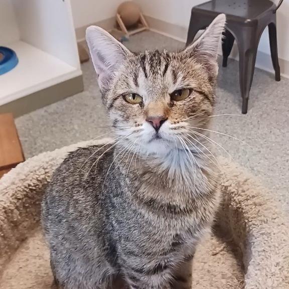 Enlarge Regina, a Adoptable Domestic Short Hair in Prairie du Chien, WI image 1/2