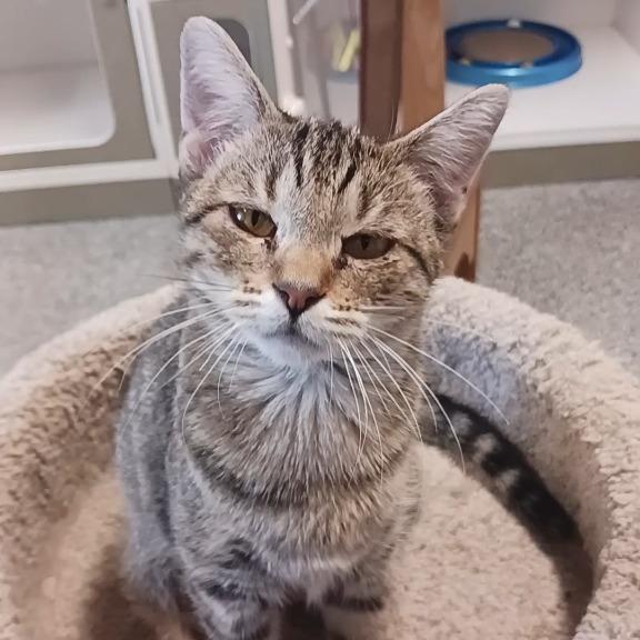 Enlarge Regina, a Adoptable Domestic Short Hair in Prairie du Chien, WI image 2/2