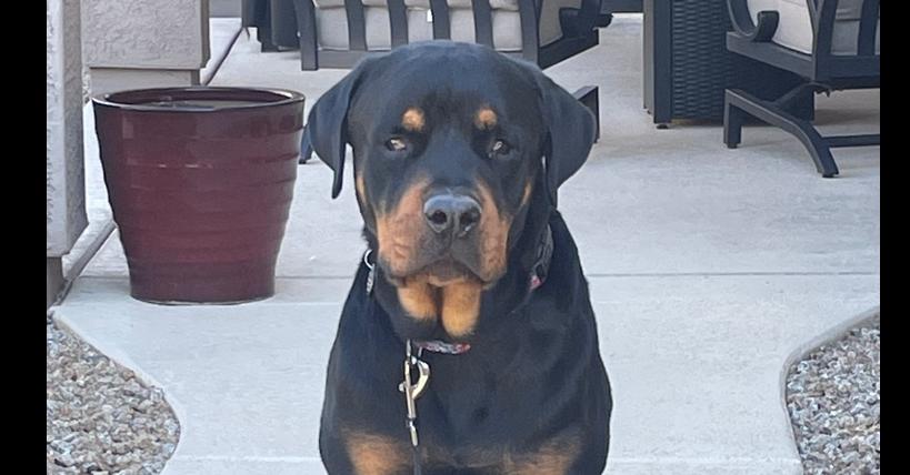 Flex, a Adoptable Rottweiler in Gilbert, AZ image 3/5