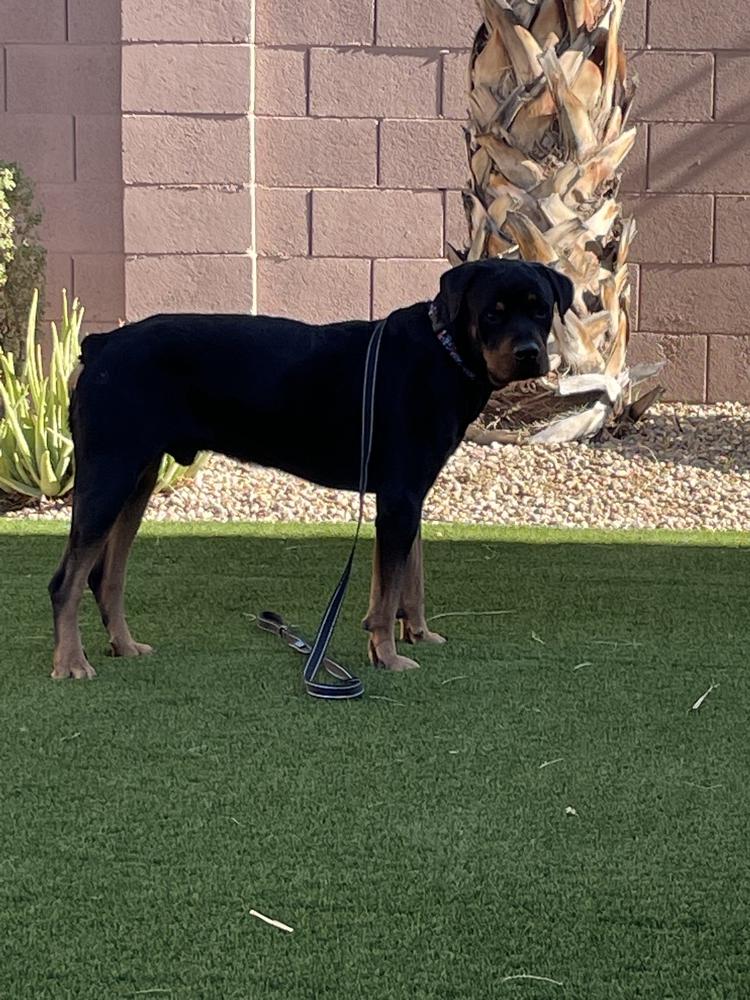 Flex, a Adoptable Rottweiler in Gilbert, AZ image 4/5