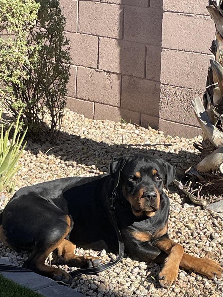 Flex, a Adoptable Rottweiler in Gilbert, AZ image 5/5