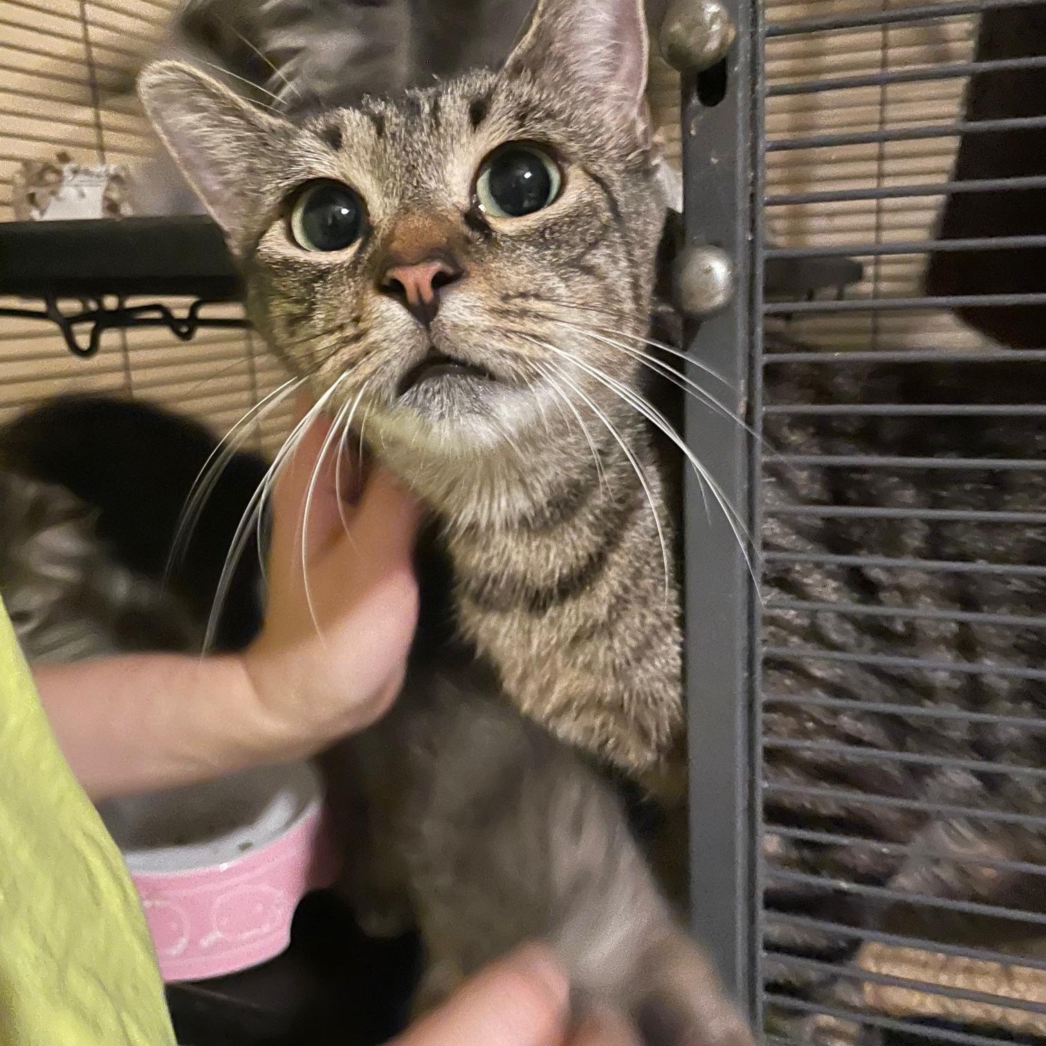 Poly, Adoptable, Adult Female Domestic Short Hair.