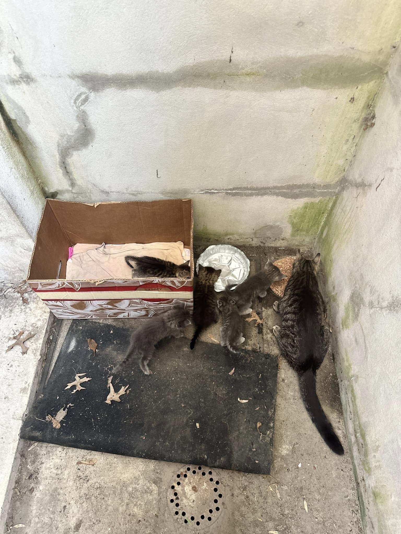 Enlarge Poly, a Adoptable Domestic Short Hair in Palisades Park, NJ image 4/4