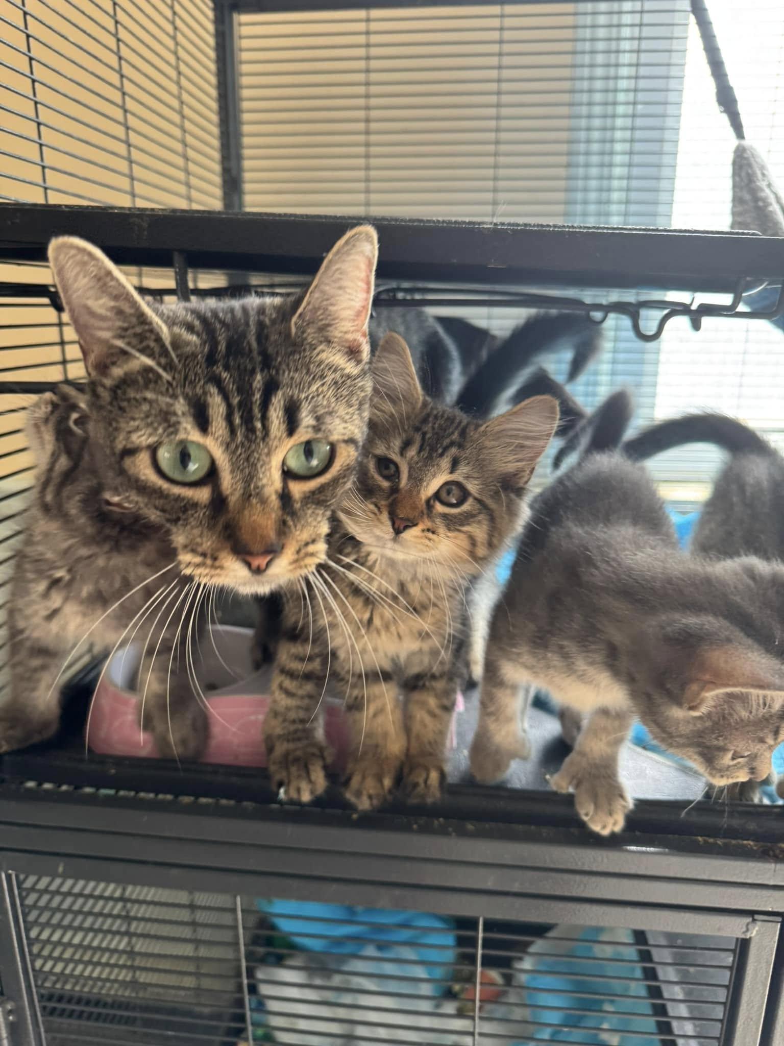 Enlarge Poly, a Adoptable Domestic Short Hair in Palisades Park, NJ image 3/4