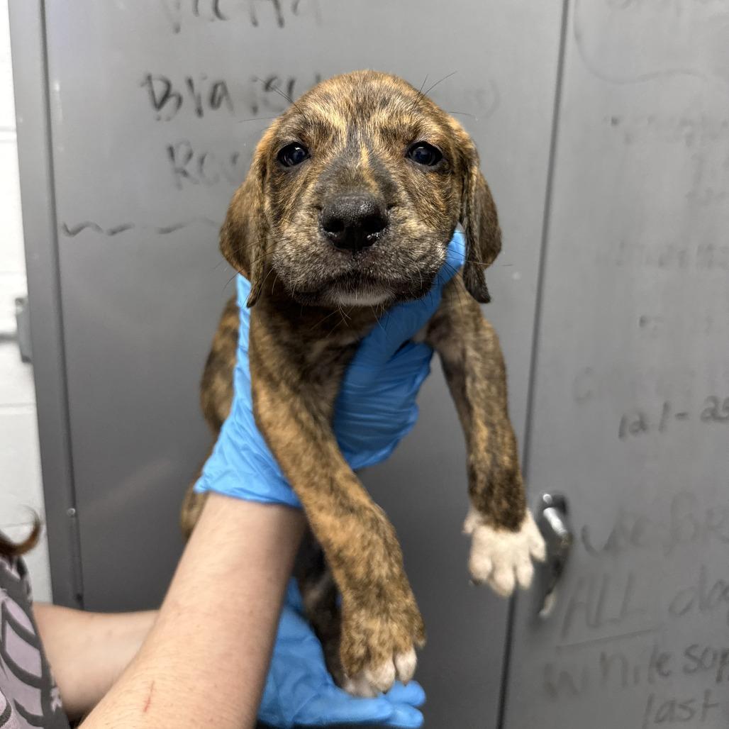 Amerigo, Adoptable, Puppy Male Black Mouth Cur & Treeing Walker Coonhound.