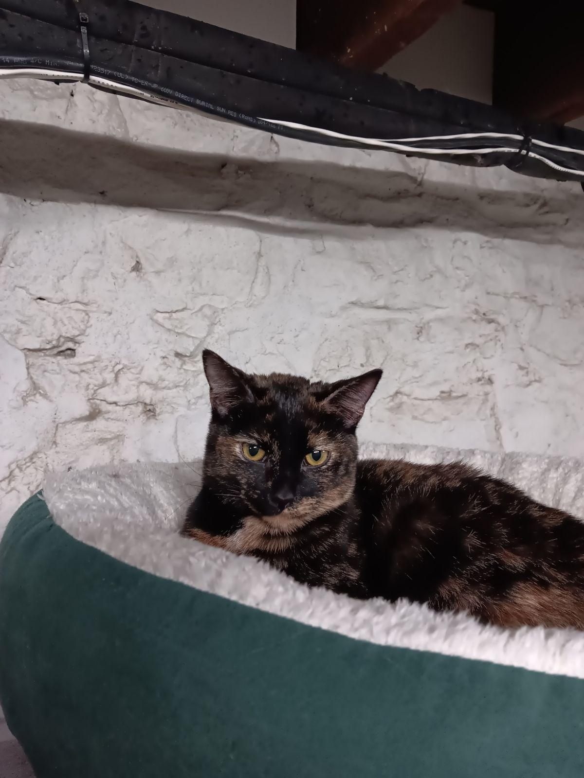 Din, Adoptable, Kitten Female Domestic Short Hair.