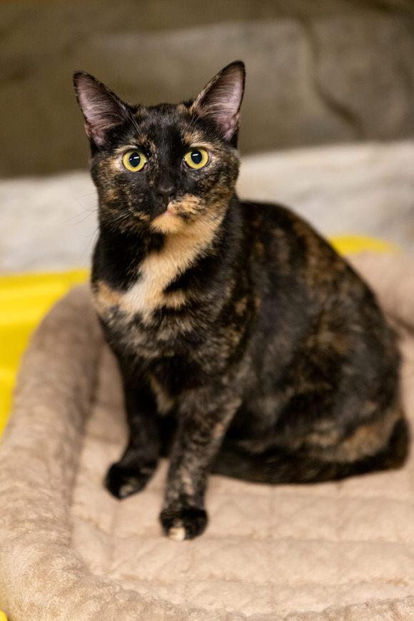 Enlarge Din, a Adoptable Domestic Short Hair in Dayton, OH image 2/2