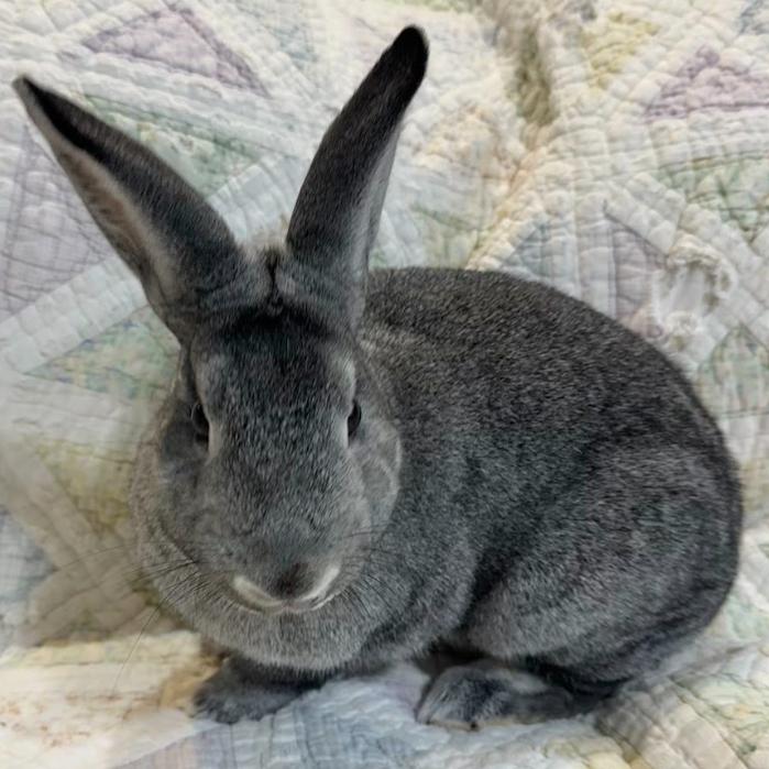 Junie - Adoptable Pet | Petfinder | Petfinder