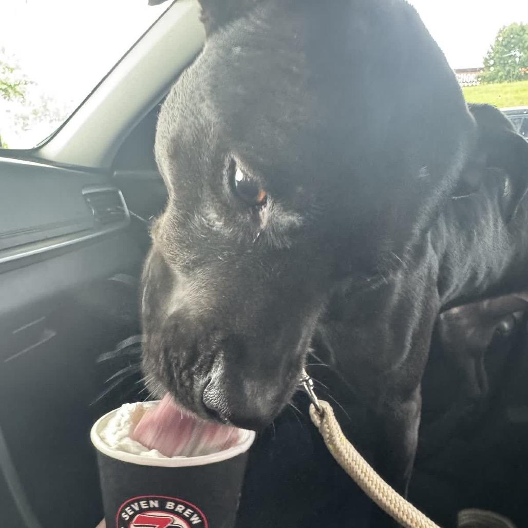 Dixie, Adoptable, Adult Female Mixed Breed.