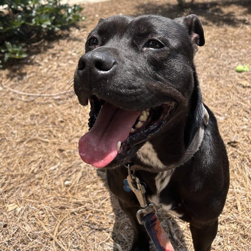 Enlarge Dixie, a Adoptable Mixed Breed in Alabaster, AL image 2/6