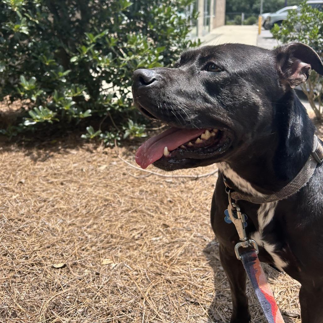 Enlarge Dixie, a Adoptable Mixed Breed in Alabaster, AL image 3/6