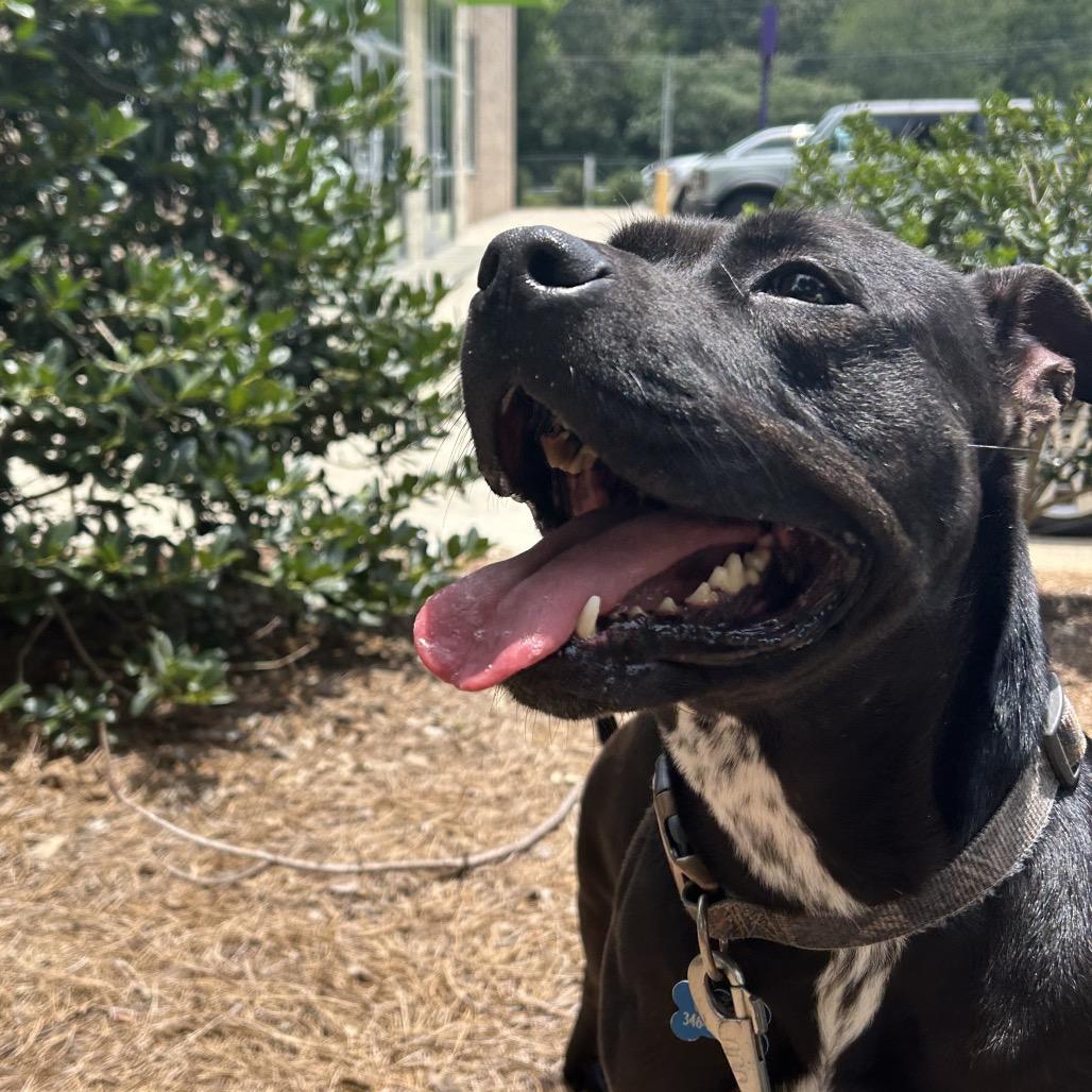 Enlarge Dixie, a Adoptable Mixed Breed in Alabaster, AL image 4/6